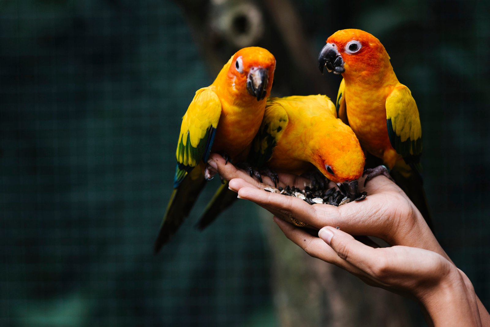 Exotic Pet Birds